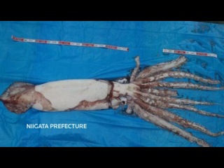 Японские рыбаки поймали гиганского кальмара